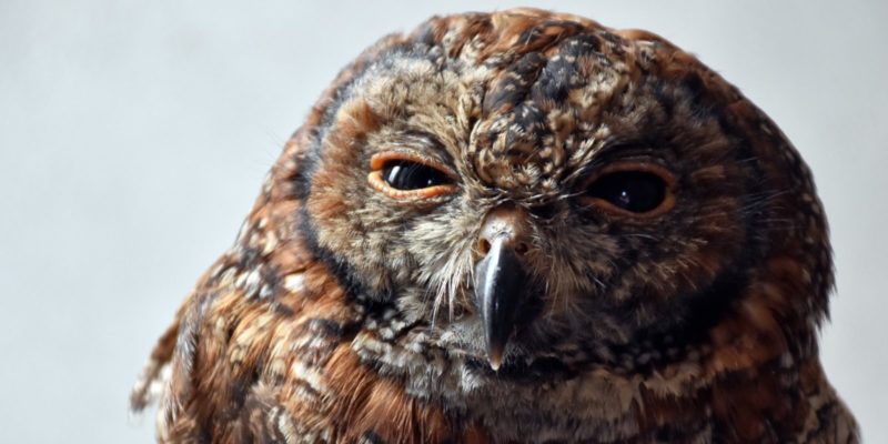 A discerning owl